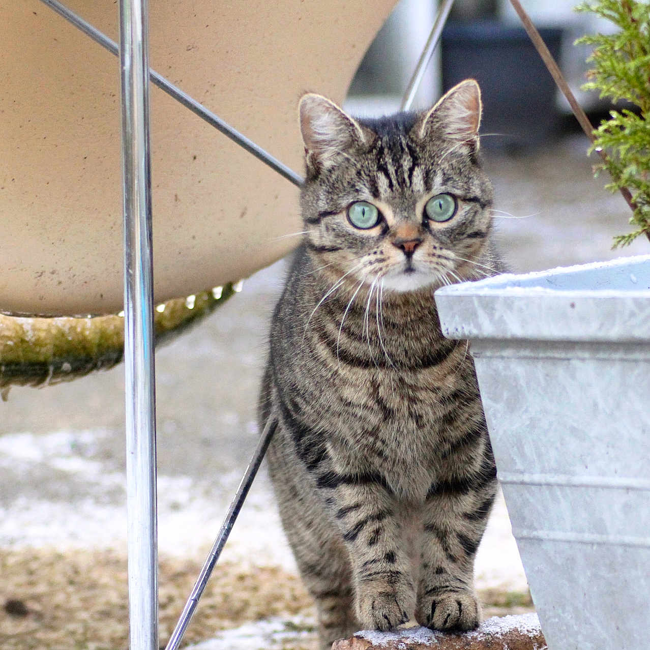 Boubou participe au concours pour gagner de l'argent avec cette photo : cat, tabby_cat, green_eyes, plant, planter, outdoor, curious, animal, pet, feline, nature, metal_chair, ground, whiskers, stripes, closeup, small_animal, looking, ears, paws