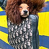 Astrid Celeste joined the competition — help win amazing prizes! accessory, animal, background, blue, canine, closeup, colorful, cute, dog, fashion, fur, handbag, leather, outdoor, pattern, pet, portrait, street, texture, yellow