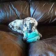 Loki is registered to the contest to win money with this photo: puppy, dog, spotted, dalmatian, pet, animal, face, eyes, leather_couch, sofa, plush_toy, turquoise, lying_down, indoors, portrait, cute, companion, fur, relaxed, photography
