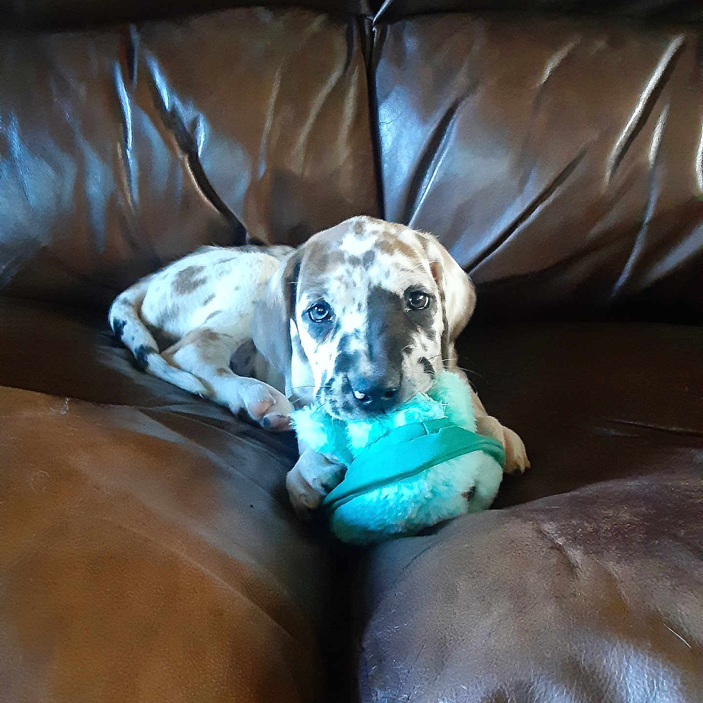 Loki