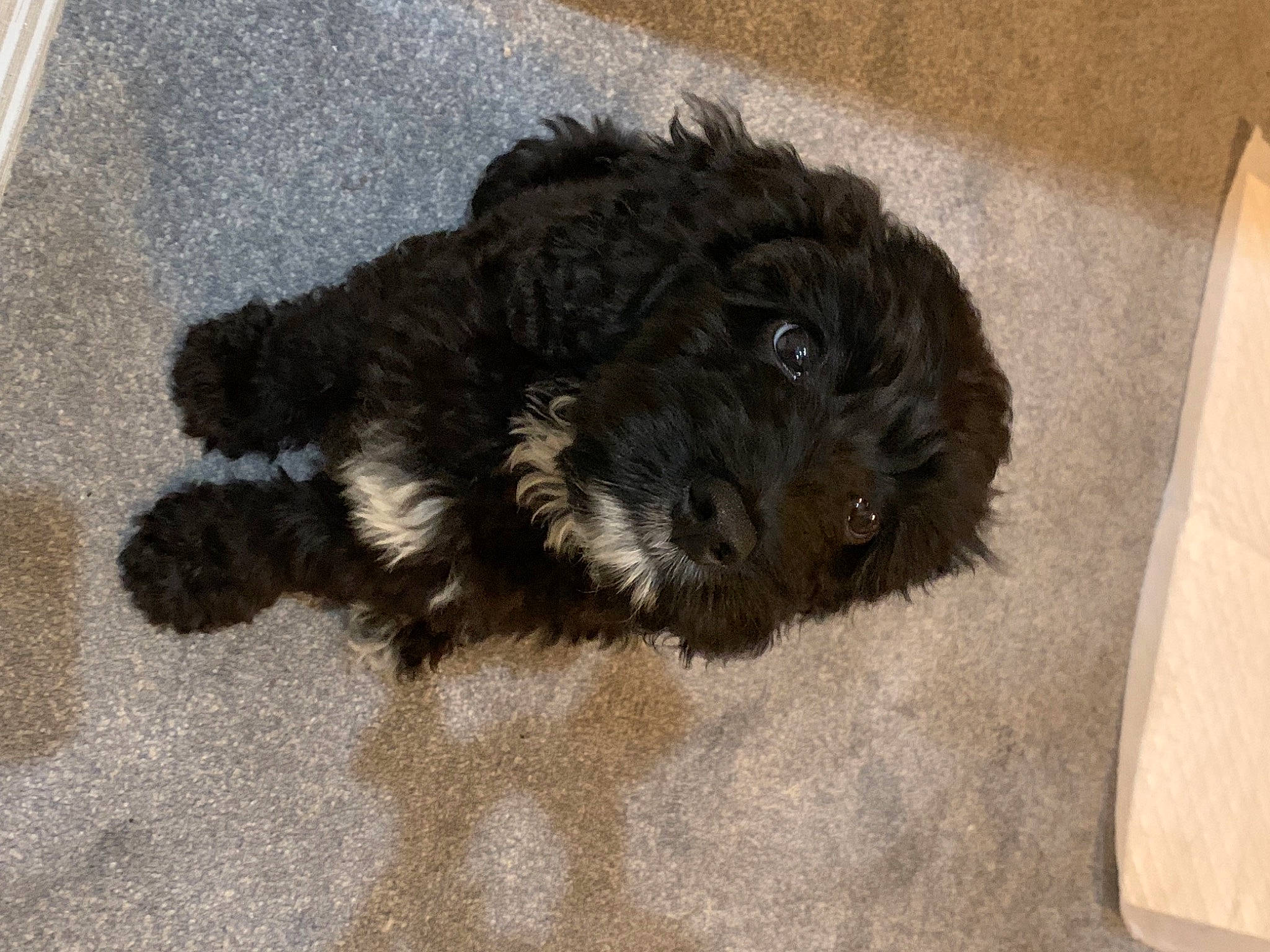 Woody is registered to the contest to win money with this photo: canidae, carnivore, cockapoo, companion_dog, dog, dog_breed, flooring, fur, labradoodle, liver, poodle_crossbreed, shih_poo, small_terrier, snout, sporting_group, terrier, toy_dog, water_dog, working_animal, yorkipoo