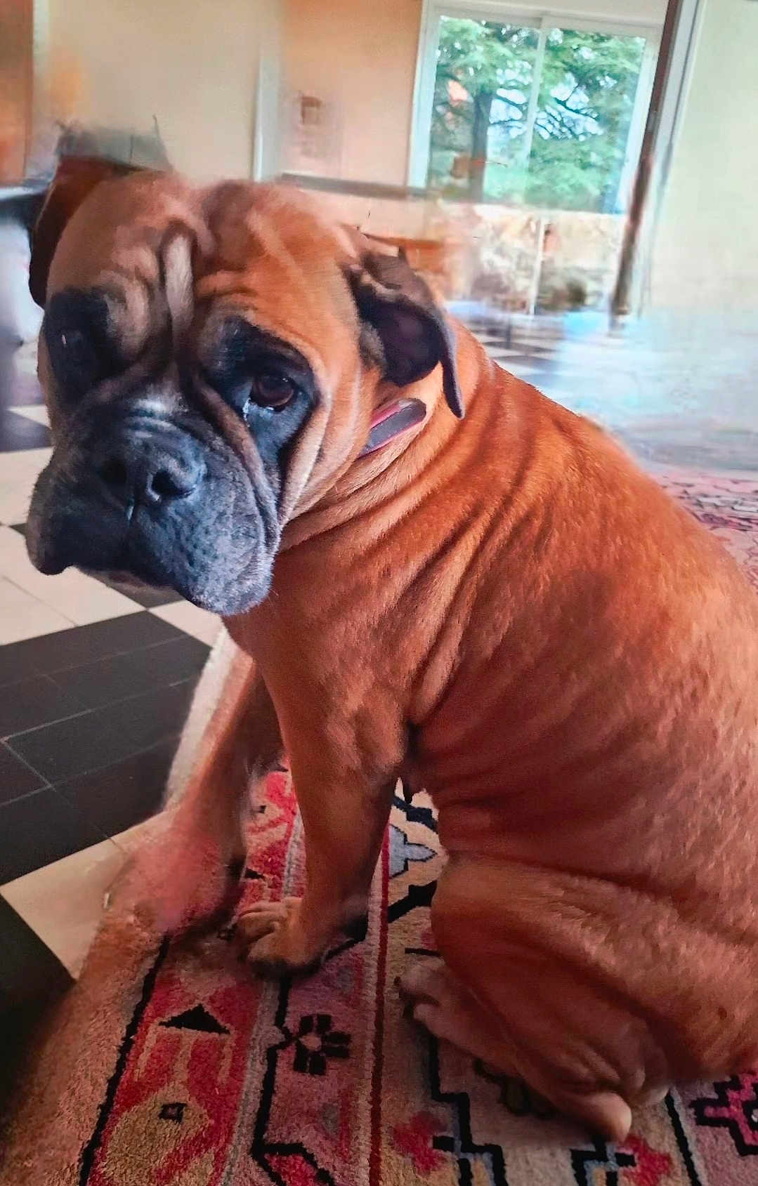 Rosa participe au concours pour gagner de l'argent avec cette photo : dog, brown_dog, wrinkles, indoor, rug, patterned_rug, floor, window, natural_light, pet, canine, sitting, looking, ears, collar, furniture, home, flooring, quiet, calm