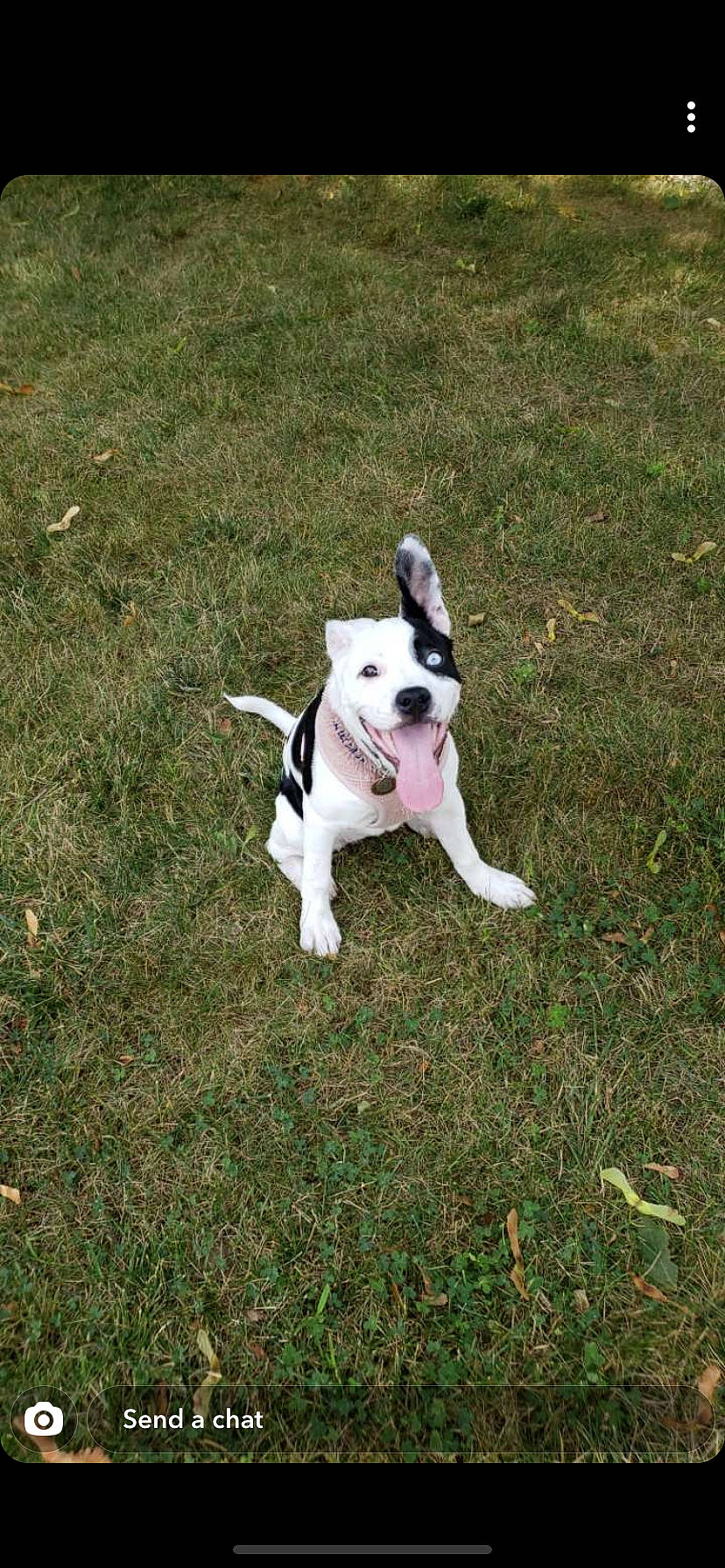 Freya joined the competition — help win amazing prizes! american_bulldog, american_pit_bull_terrier, american_staffordshire_terrier, boston_terrier, canidae, carnivore, companion_dog, dog, dog_breed, fawn, grass, mammal, non_sporting_group, pit_bull, puppy, rare_breed_dog, sporting_group, tail, valley_bulldog, vertebrate