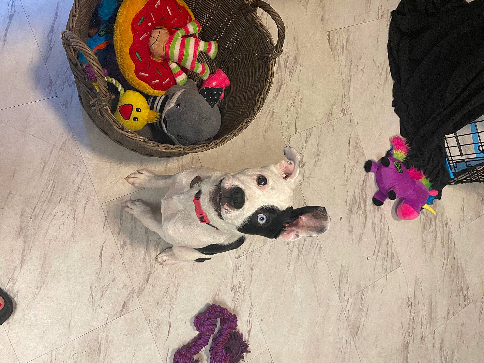 Freya joined the competition — help win amazing prizes! art, boston_terrier, canidae, carnivore, dog, dog_breed, fawn, french_bulldog, non_sporting_group, snout
