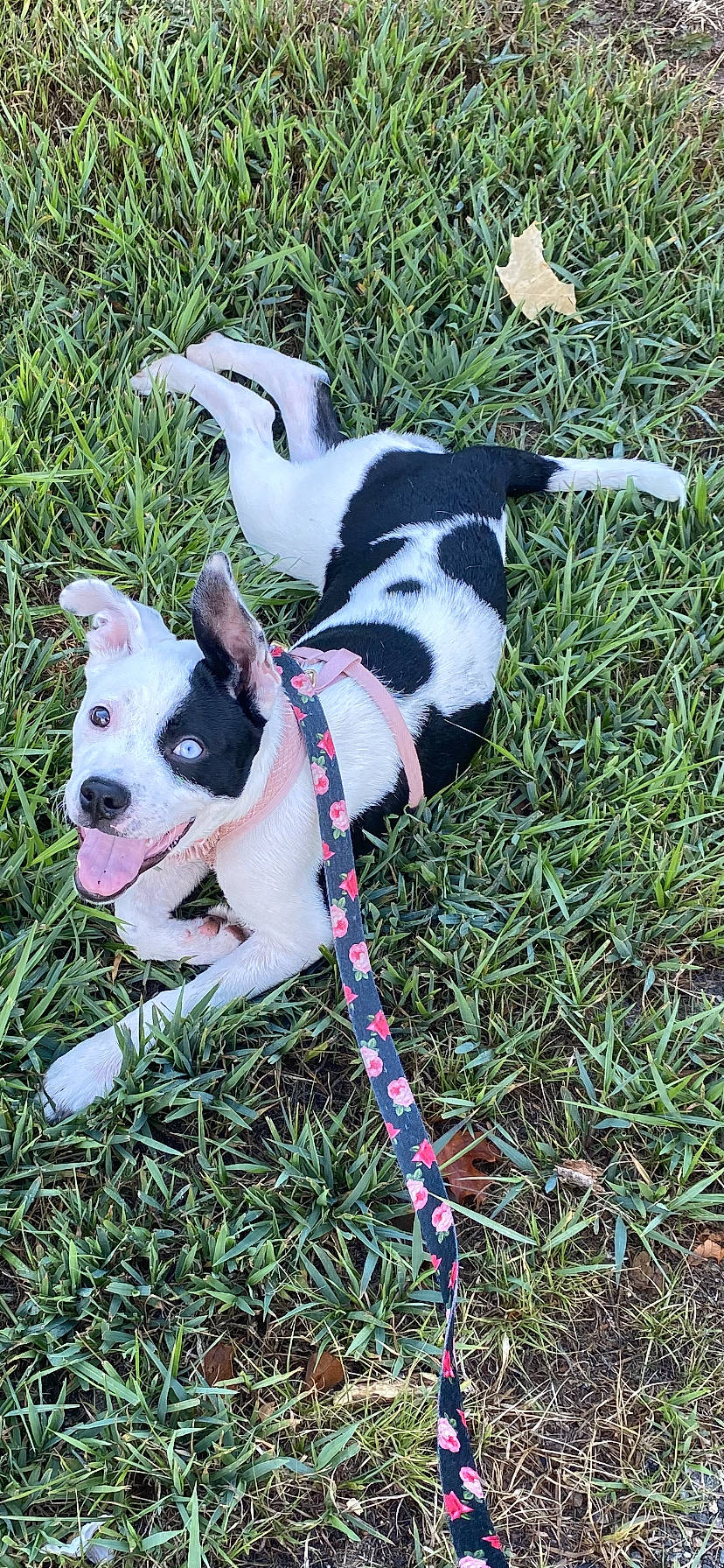 Freya is registered to the contest to win money with this photo: boston_terrier, canidae, carnivore, companion_dog, dog, dog_breed, french_bulldog, grass, mammal, non_sporting_group, puppy, rare_breed_dog, sporting_group, tail