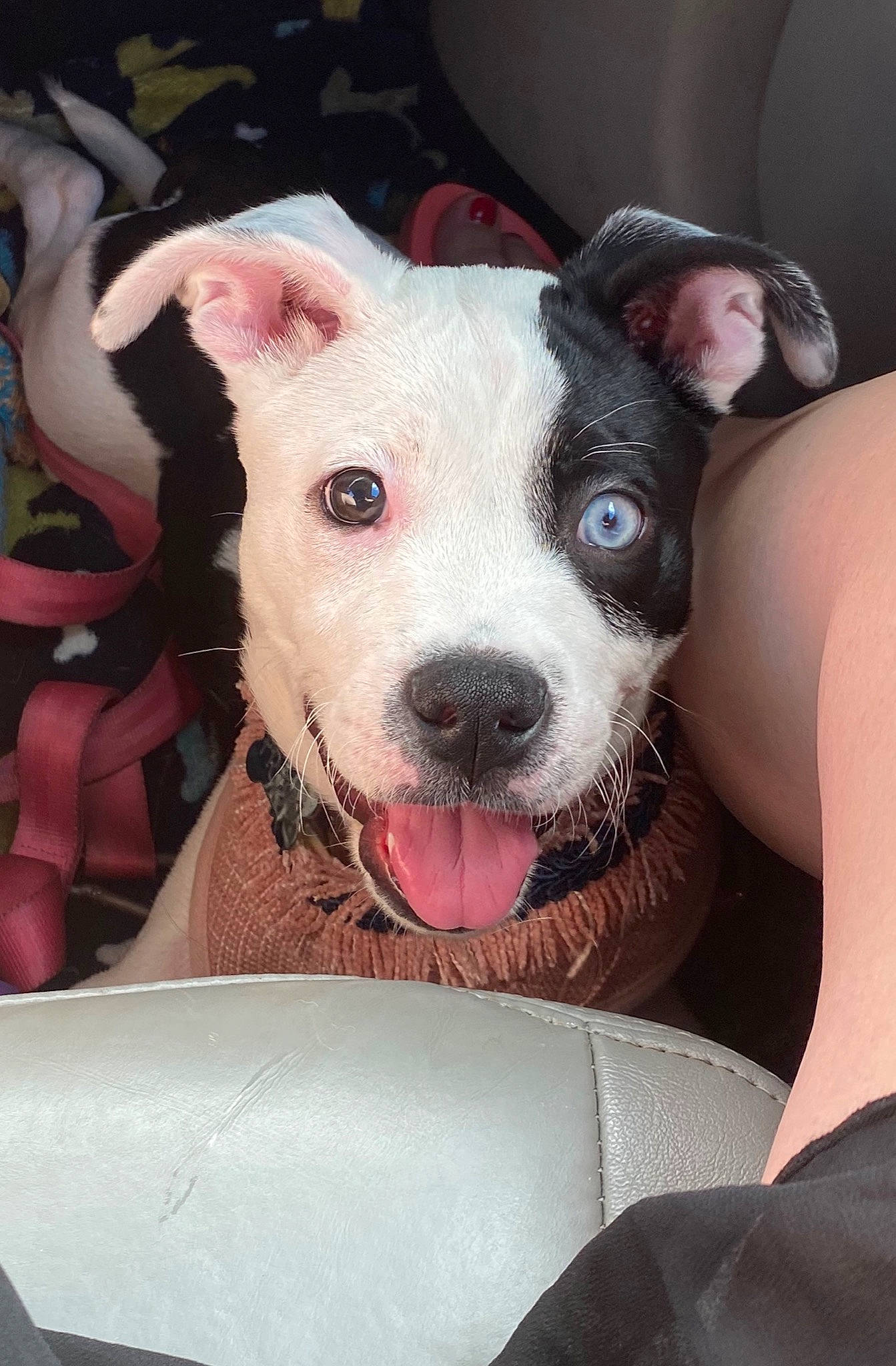 Freya is registered to the contest to win money with this photo: american_bulldog, american_pit_bull_terrier, american_staffordshire_terrier, bull_and_terrier, canidae, carnivore, dog, dog_breed, ear, fawn, mammal, non_sporting_group, nose, old_english_terrier, pit_bull, rare_breed_dog, snout, staffordshire_bull_terrier, terrier, vertebrate