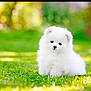 animal, canine, chow, dog, eskimodog, grass, lawn, person, pet, plant, puppy, walkingdog, whitedog