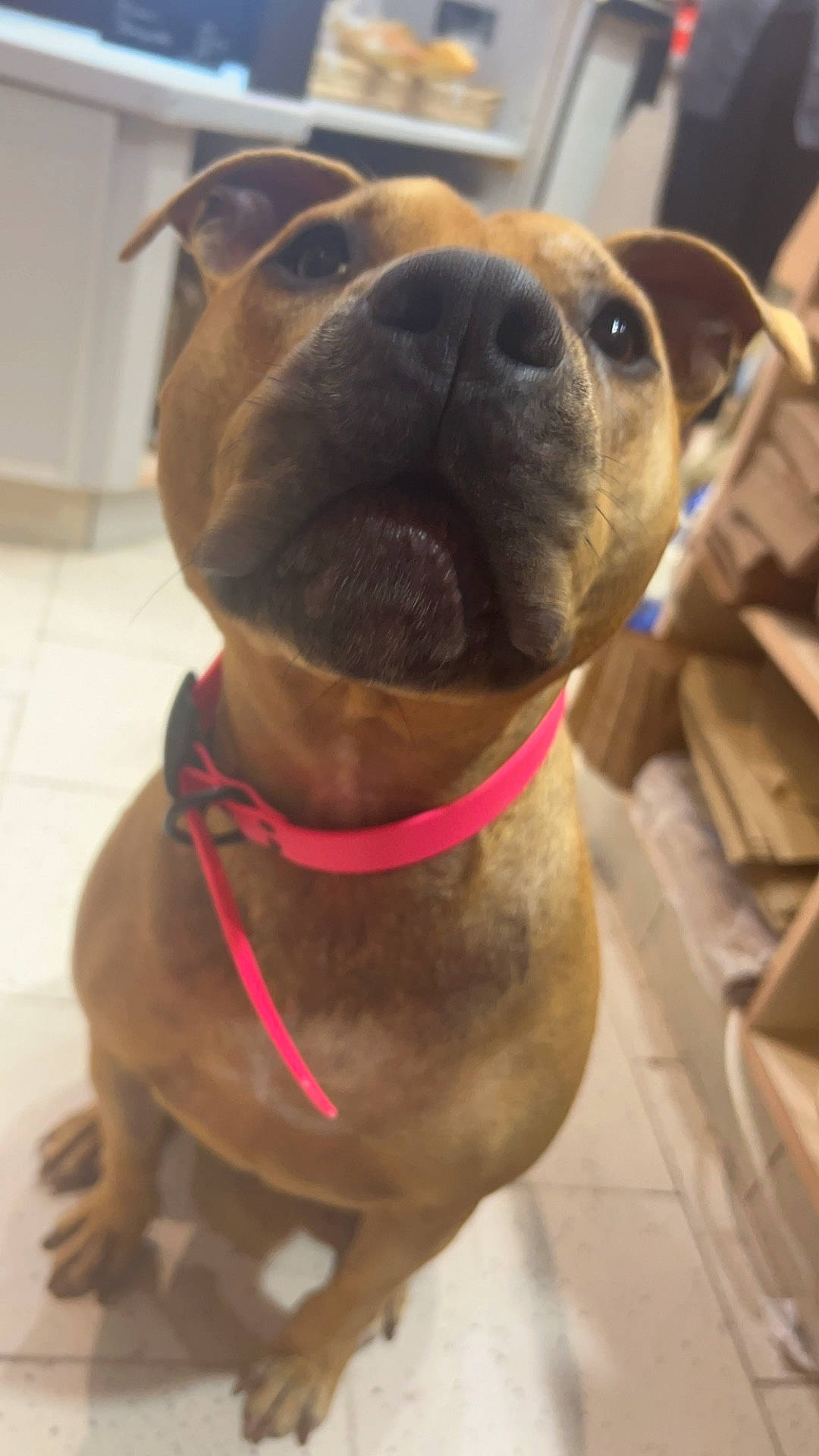 accessories, animal, belt, boxer, bulldog, canine, dog, frenchbulldog, hound, indoors, interiordesign, labradorretriever, leash, pet, pitbull, plywood, puppy, snout, strap, wood