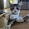 cat, kitten, toy, rope_toy, indoor, floor, wooden_floor, ears, paws, pet, animal, curious, furniture, home, closeup, playing, young_cat, whiskers, cute, relaxed