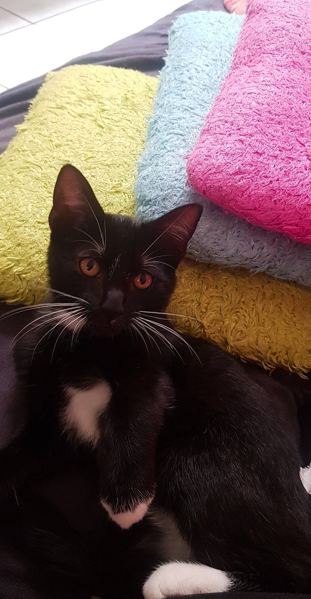 Demone participe au concours pour gagner de l'argent avec cette photo : black_cat, carmine, carnivore, cat, claw, close_up, comfort, domestic_short_haired_cat, felidae, fur, grey, linens, magenta, pattern, paw, small_to_medium_sized_cats, snout, tail, terrestrial_animal, whiskers