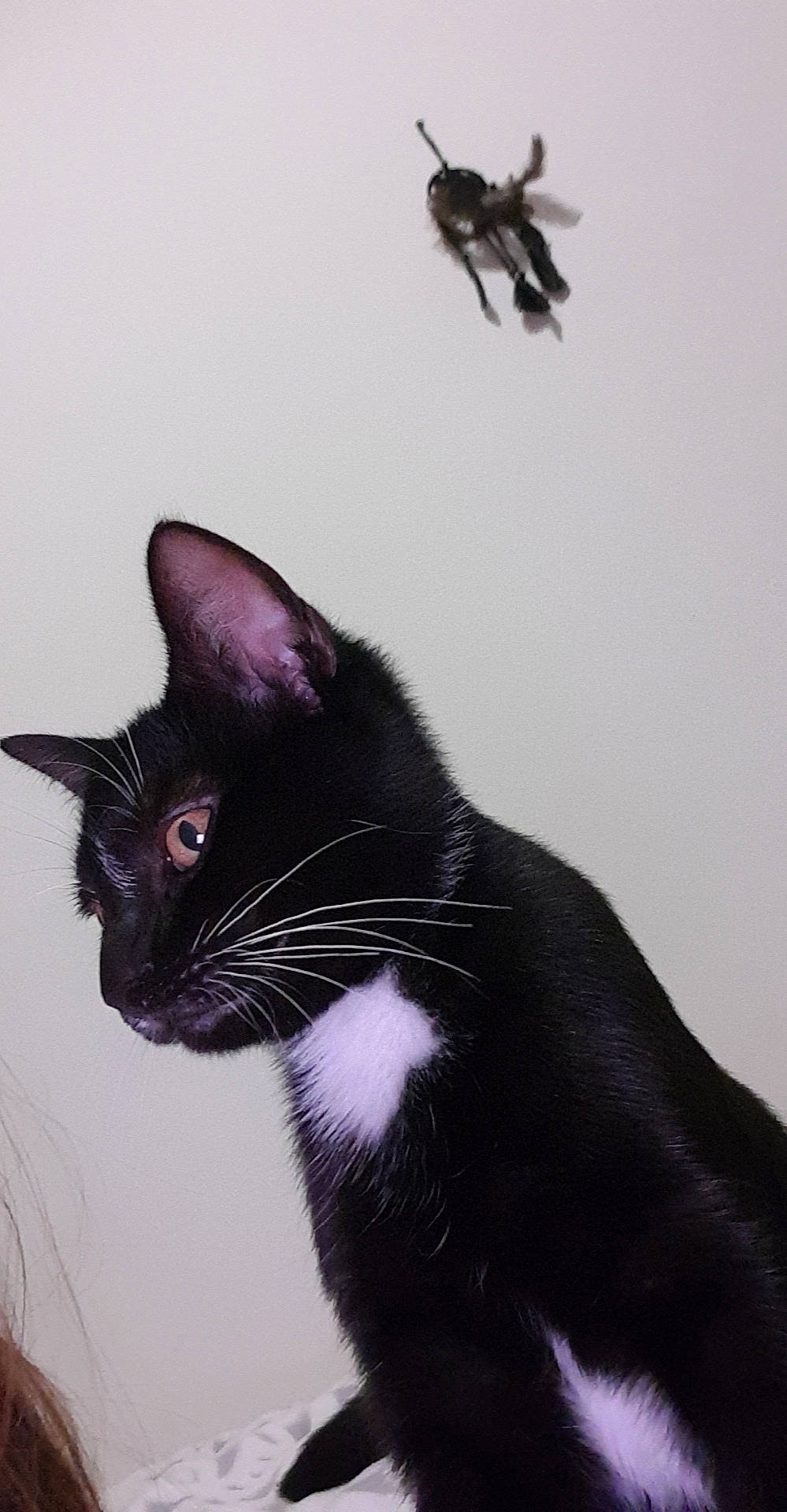 Demone participe au concours pour gagner de l'argent avec cette photo : carnivore, cat, domestic_short_haired_cat, felidae, fur, monochrome_photography, plant, small_to_medium_sized_cats, snout, tail, terrestrial_animal, tree, whiskers