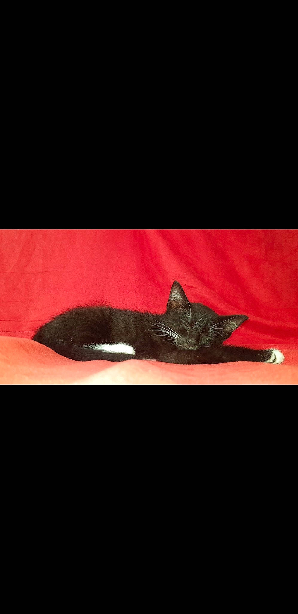 Demone a rejoint le concours — aidez-le/la à gagner de superbes lots ! bat, black_cat, carmine, carnivore, cat, comfort, darkness, domestic_short_haired_cat, felidae, font, fur, linens, plant, small_to_medium_sized_cats, snout, tail, tints_and_shades, whiskers, wildlife, wood