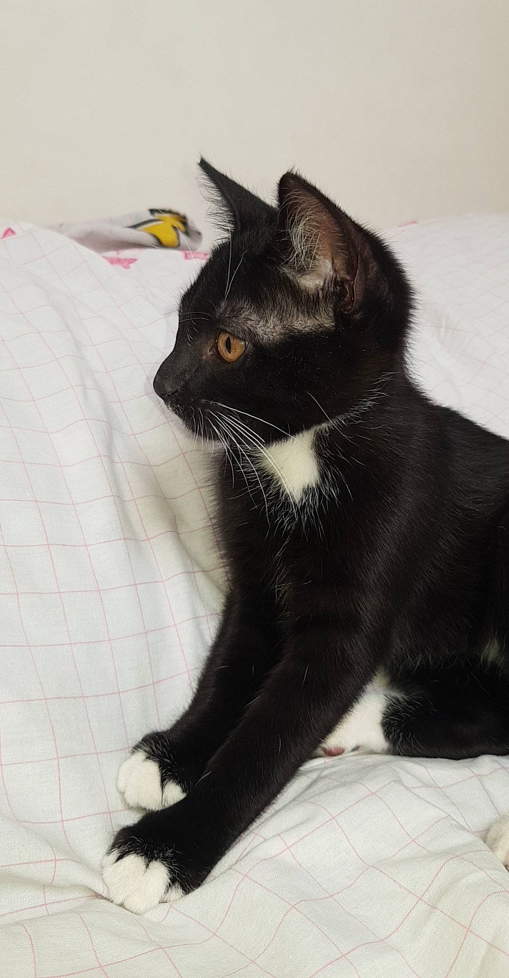 Demone a rejoint le concours — aidez-le/la à gagner de superbes lots ! black_cat, carnivore, cat, claw, domestic_short_haired_cat, felidae, fur, paw, small_to_medium_sized_cats, snout, tail, terrestrial_animal, whiskers