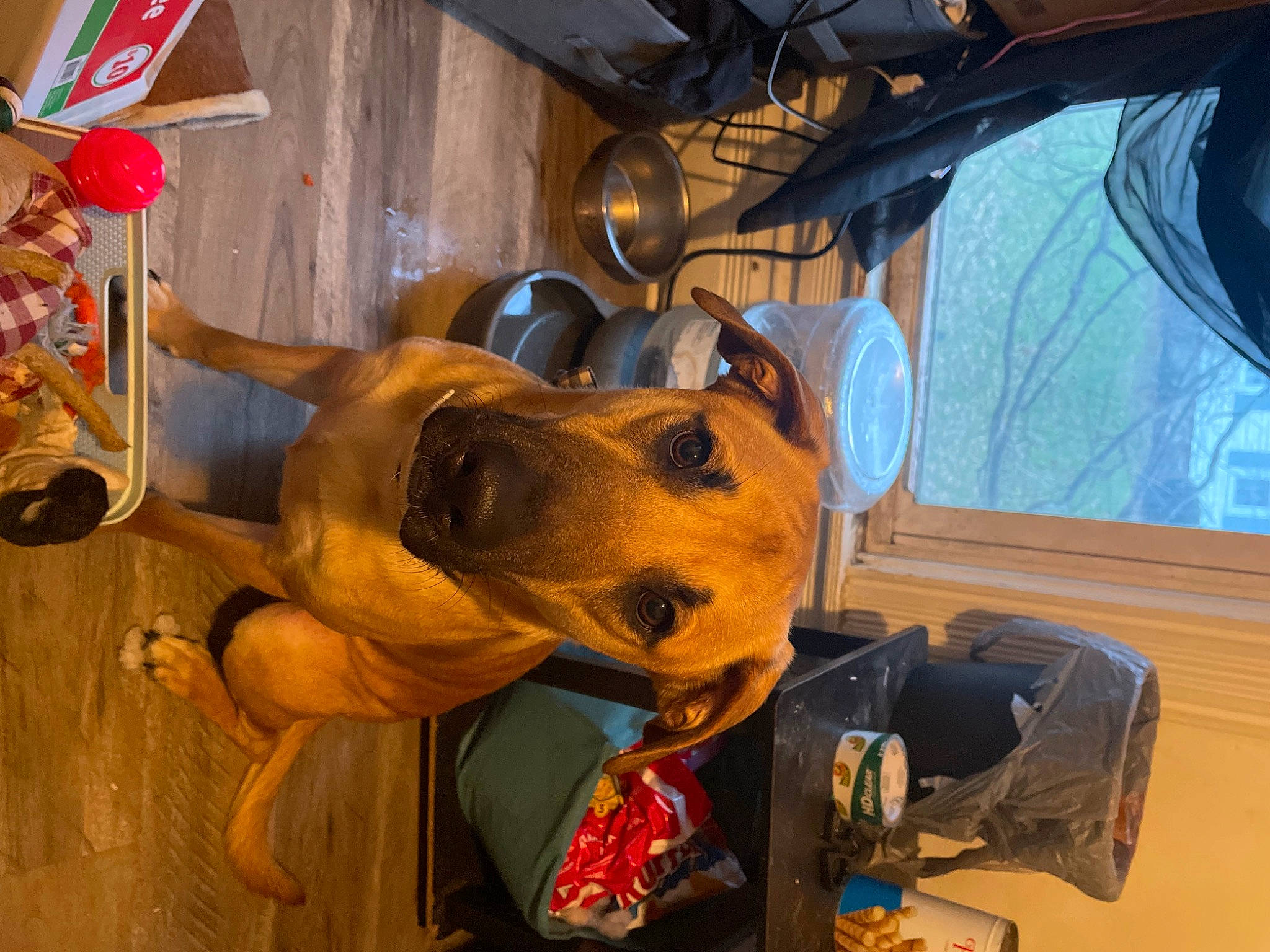 Pumba joined the competition — help win amazing prizes! art, canidae, carnivore, collar, companion_dog, dog, dog_breed, dog_collar, ear, eyewear, fashion_accessory, fawn, guard_dog, hat, personal_protective_equipment, propeller, snout, sporting_group, wood, working_animal