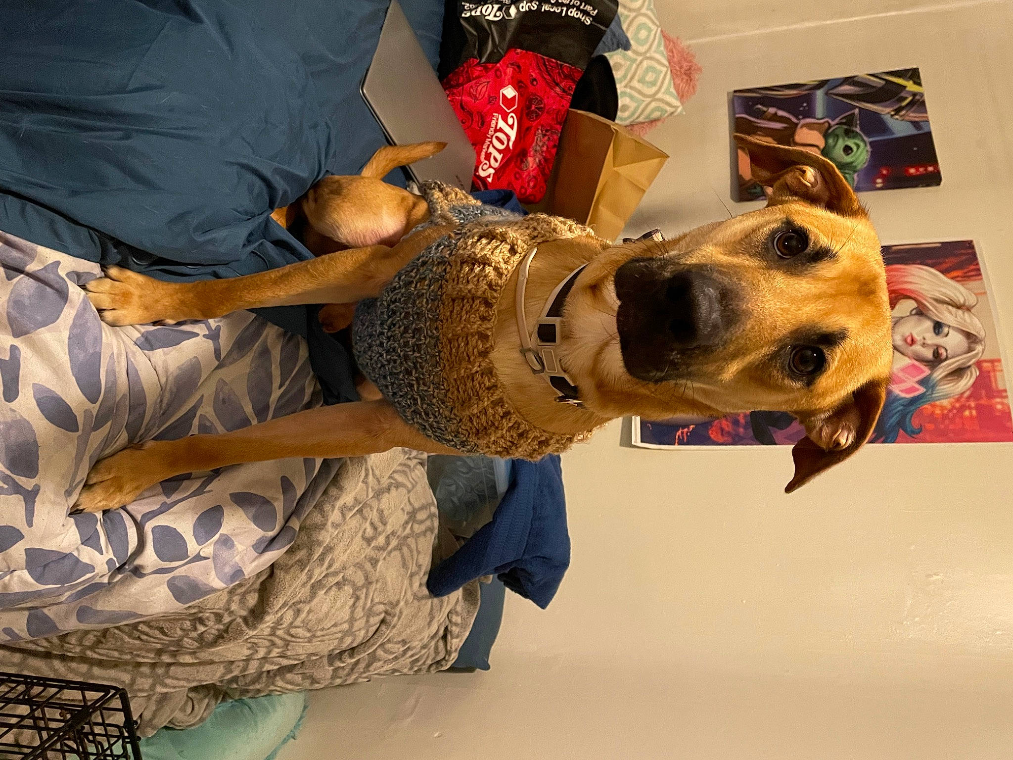 Pumba joined the competition — help win amazing prizes! art, canidae, carnivore, companion_dog, dog, dog_breed, dog_clothes, fawn, felidae, fur, metal, non_sporting_group, pattern, personal_protective_equipment, snout, sporting_group, visual_arts, working_animal