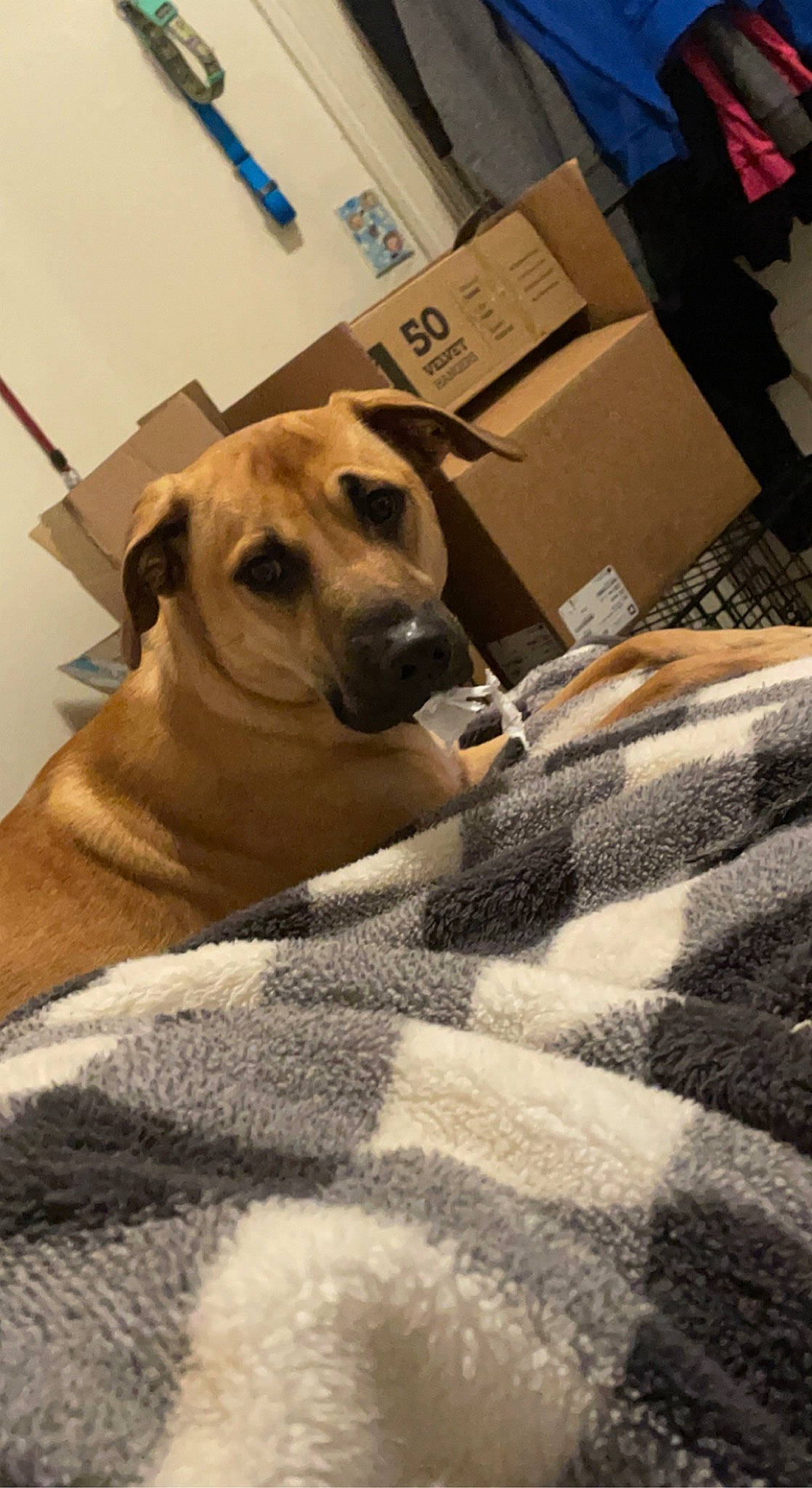 Pumba joined the competition — help win amazing prizes! bedding, box, carnivore, comfort, companion_dog, dog, dog_breed, dog_supply, fawn, flooring, fur, guard_dog, hardwood, linens, pet_supply, shipping_box, snout, whiskers, wood, working_animal