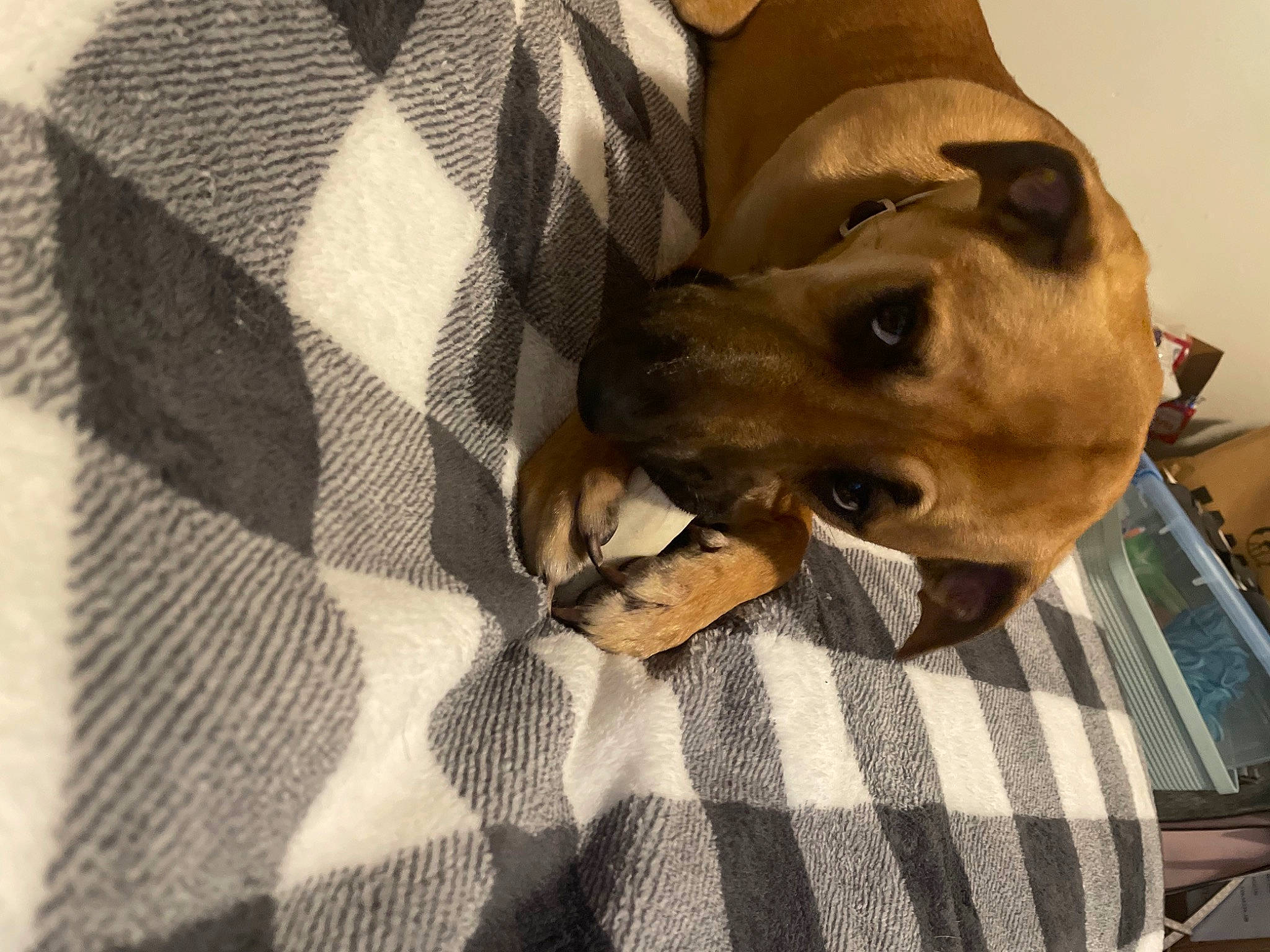 Pumba joined the competition — help win amazing prizes! beige, canidae, carnivore, comfort, companion_dog, dog, dog_breed, dog_supply, fawn, linens, non_sporting_group, pattern, pet_supply, plaid, snout, sporting_group, tartan, terrestrial_animal, whiskers, working_animal