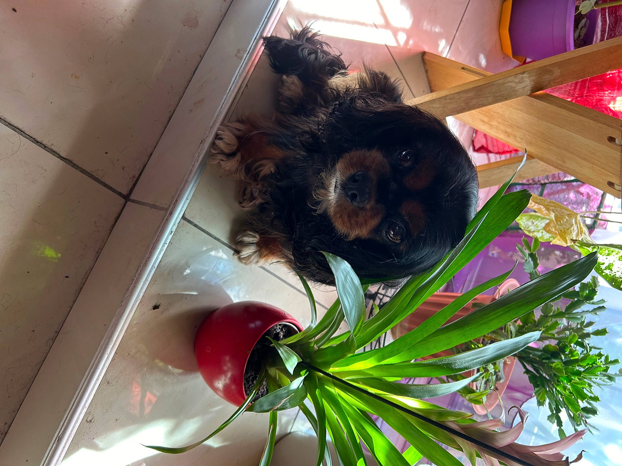 Louna participe au concours pour gagner de l'argent avec cette photo : artificial_flower, carnivore, cat, companion_dog, cut_flowers, dog_breed, feather, felidae, floral_design, floristry, flower_arranging, fur, leaf_vegetable, liver, plant, small_to_medium_sized_cats, sporting_group, tail, toy, whiskers