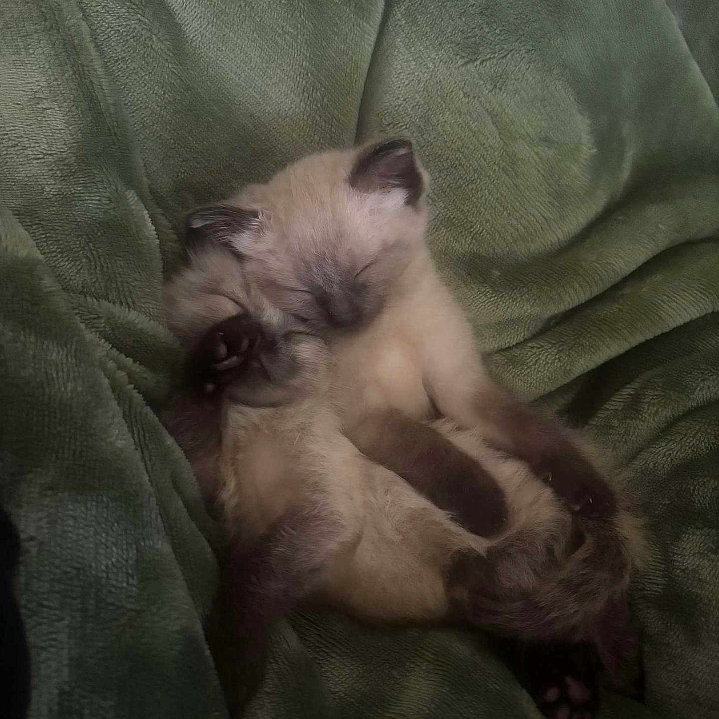 Katara And Sokka is registered to the contest to win money with this photo: adorable, animal, blanket, cat, cozy, cute, domestic_cat, fur, furry, kitten, mammal, paw, pets, relaxation, resting, sleeping, snuggle, soft, two_animals, young