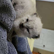 Katara And Sokka is registered to the contest to win money with this photo: adorable, animal, blanket, cat, comfort, cozy, curious, cute, fur, furry, gray, home, indoor, kitten, pet, resting, small, snuggling, soft, young