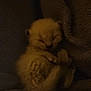 adorable, animal, blanket, comfort, cozy, cute, feline, fur, indoor, kitten, mammal, peaceful, pet, relaxation, resting, sleeping, small, soft, warm, young