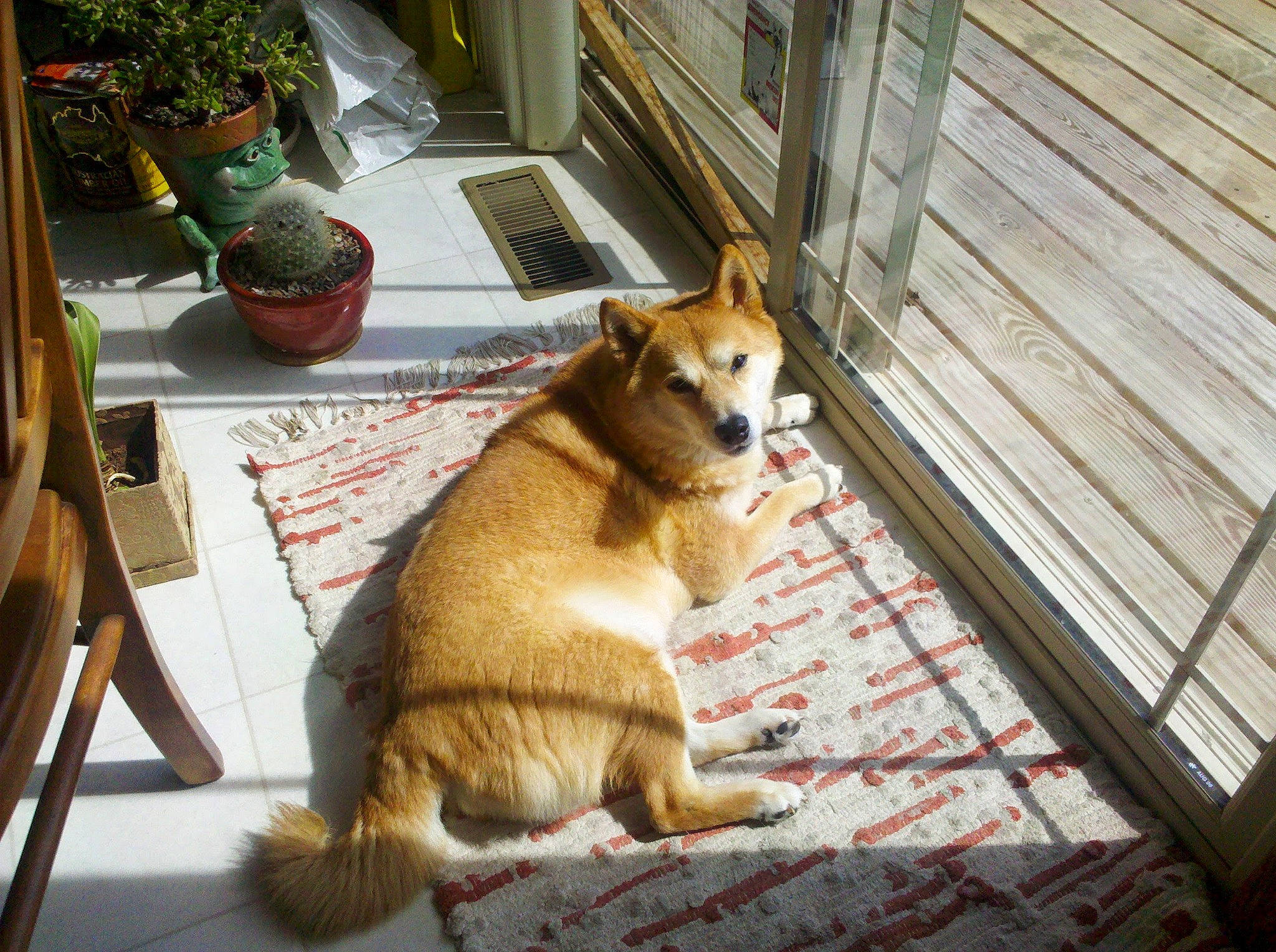 Presley is registered to the contest to win money with this photo: akita, akita_inu, canidae, carnivore, cat, companion_dog, dog, dog_breed, fawn, felidae, finnish_spitz, korean_jindo_dog, mammal, pembroke_welsh_corgi, small_to_medium_sized_cats, vertebrate, welsh_corgi, whiskers