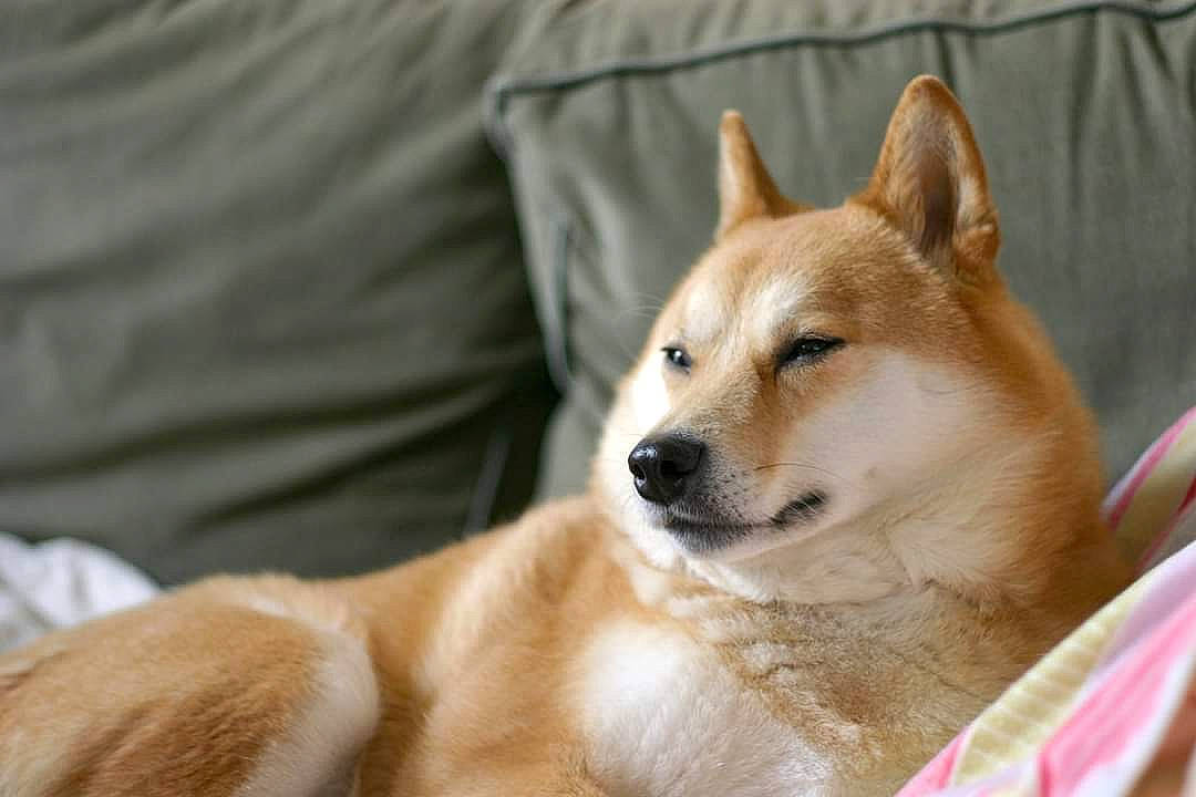 Presley is registered to the contest to win money with this photo: akita, akita_inu, ancient_dog_breeds, canaan_dog, canidae, carnivore, companion_dog, dingo, dog, dog_breed, hokkaido, korean_jindo_dog, mammal, new_guinea_singing_dog, non_sporting_group, norwegian_buhund, shiba_inu, shikoku, snout, vertebrate