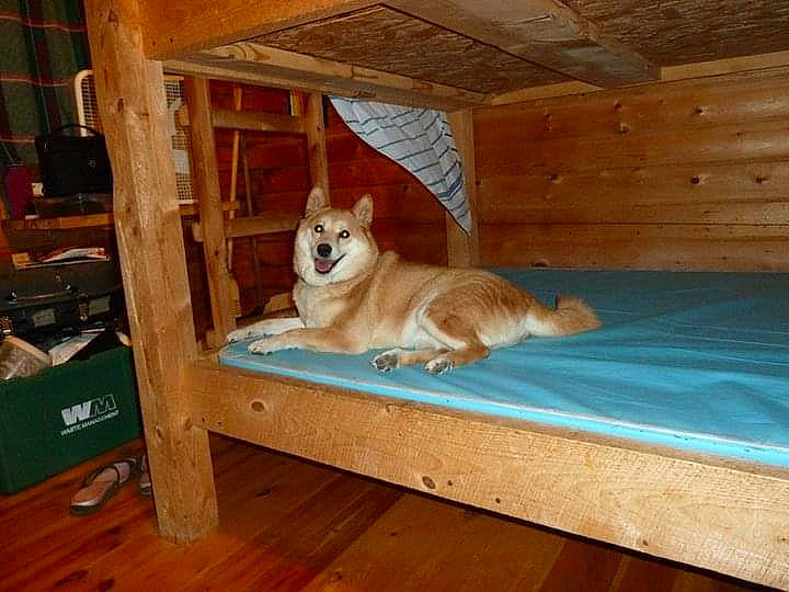 Presley joined the competition — help win amazing prizes! bed, canidae, carnivore, dog, dog_breed, fawn, floor, hardwood, pembroke_welsh_corgi, room, welsh_corgi, wood