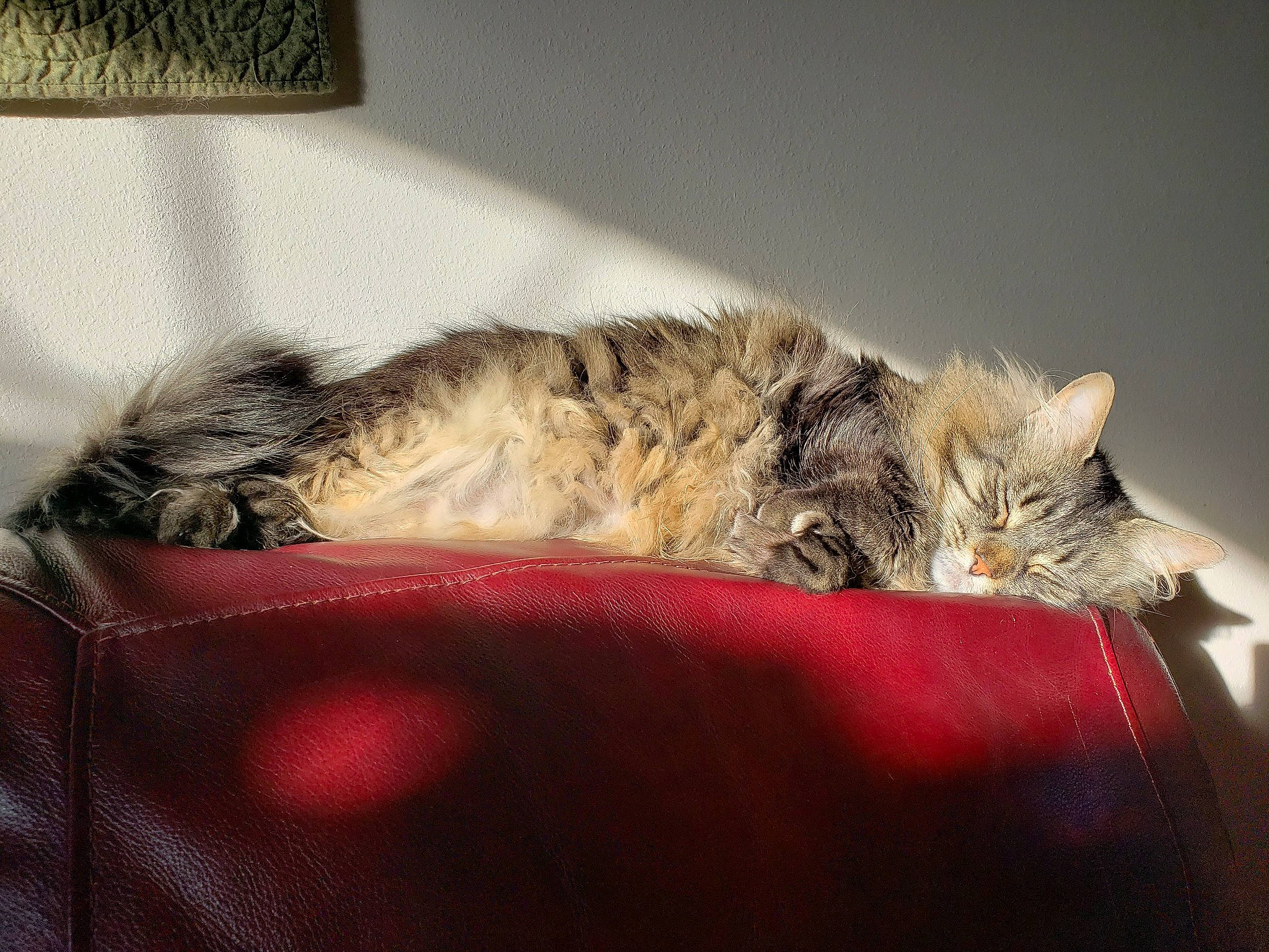 Ernest is registered to the contest to win money with this photo: british_semi_longhair, carnivore, cat, comfort, domestic_long_haired_cat, dragon_li, ear, european_shorthair, felidae, fur, kitten, maine_coon, mammal, nap, norwegian_forest_cat, pixie_bob, sleep, small_to_medium_sized_cats, tabby_cat, whiskers