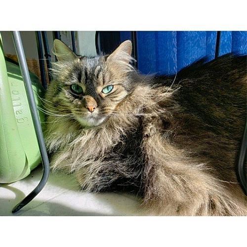 Ernest joined the competition — help win amazing prizes! carnivore, cat, domestic_long_haired_cat, domestic_short_haired_cat, ear, european_shorthair, felidae, fur, kitten, maine_coon, mammal, norwegian_forest_cat, photo_caption, photography, siberian, small_to_medium_sized_cats, tabby_cat, whiskers