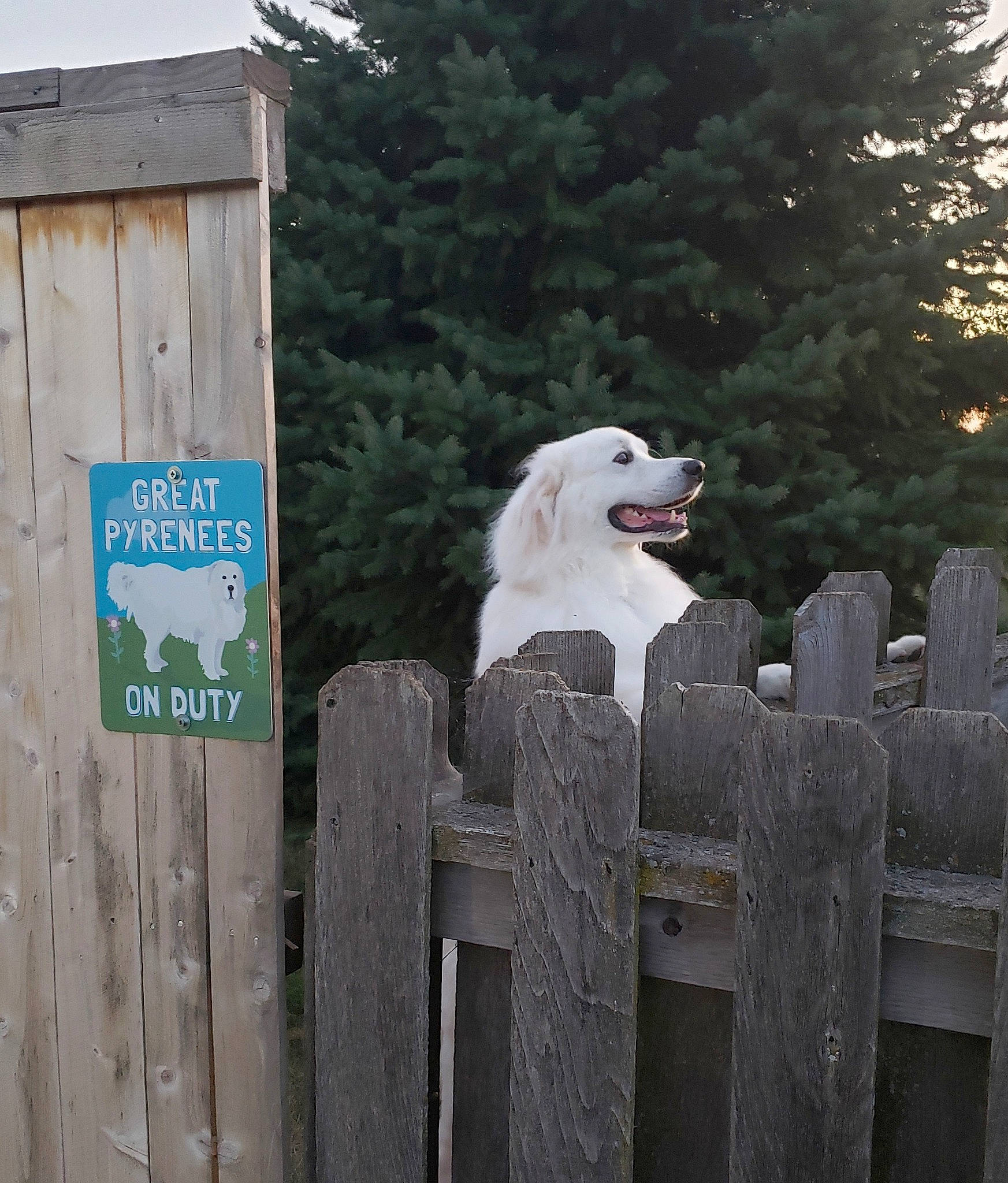 Winston is registered to the contest to win money with this photo: akbash_dog, canidae, carnivore, dog, dog_breed, fence, great_pyrenees, kuvasz, livestock_guardian_dog, maremma_sheepdog, slovak_cuvac