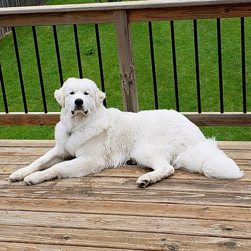 Winston is registered to the contest to win money with this photo: akbash_dog, canidae, carnivore, companion_dog, dog, dog_breed, golden_retriever, great_pyrenees, kuvasz, livestock_guardian_dog, mammal, maremma_sheepdog, polish_tatra_sheepdog, puppy, rare_breed_dog, retriever, slovak_cuvac, sporting_group, tail, vertebrate