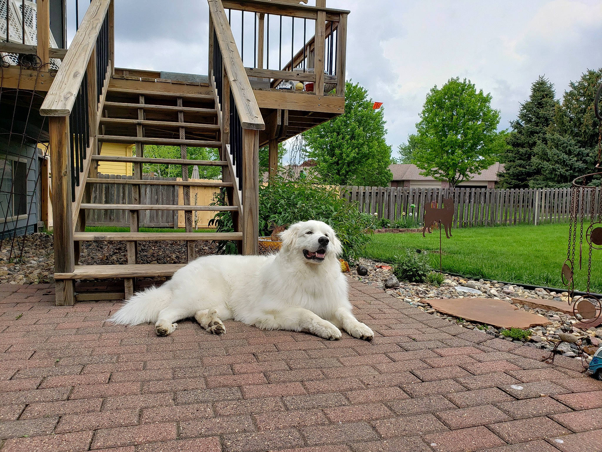 Winston is registered to the contest to win money with this photo: akbash_dog, canidae, carnivore, companion_dog, dog, dog_breed, fence, golden_retriever, great_pyrenees, home, kuvasz, livestock_guardian_dog, mammal, maremma_sheepdog, polish_tatra_sheepdog, rare_breed_dog, retriever, slovak_cuvac, sporting_group, vertebrate