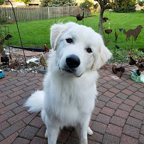 Winston joined the competition — help win amazing prizes! akbash_dog, canidae, carnivore, companion_dog, dog, dog_breed, golden_retriever, great_pyrenees, kintamani, kuvasz, livestock_guardian_dog, mammal, maremma_sheepdog, mucuchies, polish_tatra_sheepdog, pungsan_dog, rare_breed_dog, slovak_cuvac, sporting_group, vertebrate