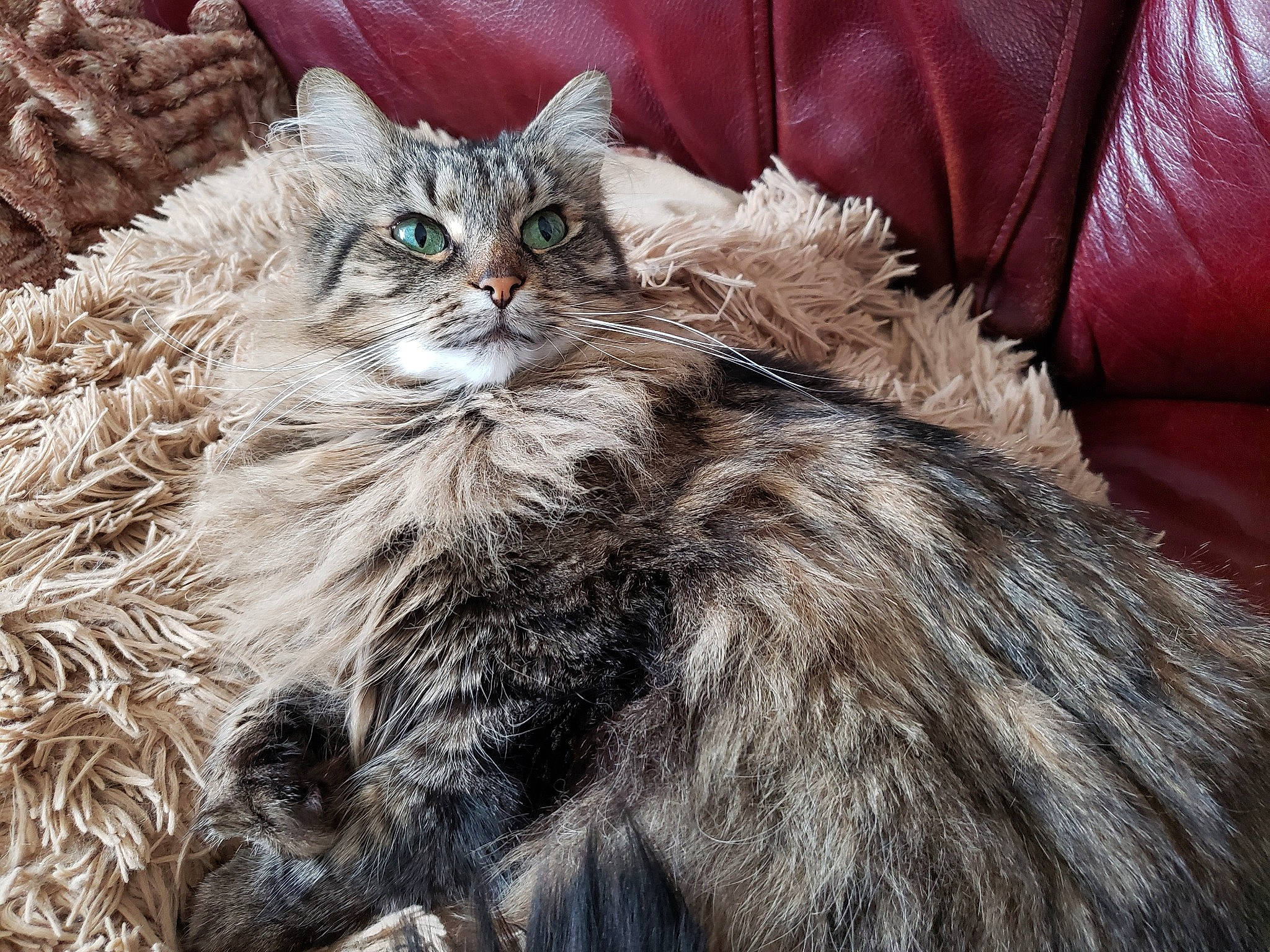 Madelaine joined the competition — help win amazing prizes! american_curl, asian, asian_semi_longhair, british_longhair, british_semi_longhair, carnivore, cat, domestic_long_haired_cat, felidae, fur, maine_coon, mammal, norwegian_forest_cat, pixie_bob, ragamuffin, siberian, small_to_medium_sized_cats, vertebrate, whiskers, wild_cat