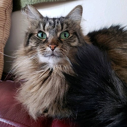 Madelaine joined the competition — help win amazing prizes! american_curl, asian, asian_semi_longhair, british_semi_longhair, carnivore, cat, domestic_long_haired_cat, felidae, fur, kitten, maine_coon, mammal, norwegian_forest_cat, pixie_bob, ragamuffin, siberian, small_to_medium_sized_cats, tabby_cat, vertebrate, whiskers