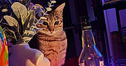 Appy participe au concours pour gagner de l'argent avec cette photo : animal, bookshelf, bottle, bouquet, candle, cat, cozy, dramatic_lighting, drink, feline, flowers, home_decor, indoors, pet, portrait, purple_lighting, sitting, tabby, vase, wooden_floor