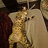 bedroom, belly_up, blanket, cat, closed_eyes, cozy, cushion, extended_paw, feline, furniture, home, indoor, lying_down, pet, radiator, relaxed, sleeping, spotted_cat, striped_fur, wooden_floor