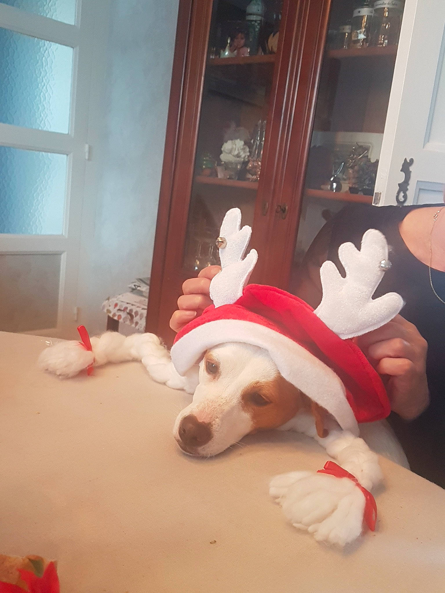 Léxy a rejoint le concours — aidez-le/la à gagner de superbes lots ! basset_hound, canidae, carnivore, christmas, companion_dog, dog, dog_breed, fawn, fictional_character, person