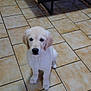 puppy, dog, golden_retriever, indoor, tiled_floor, wooden_table, tissue_box, decor, pet, animal, cute, sitting, floor, young_dog, looking_up, fur, domestic_animal, small, adorable, companion