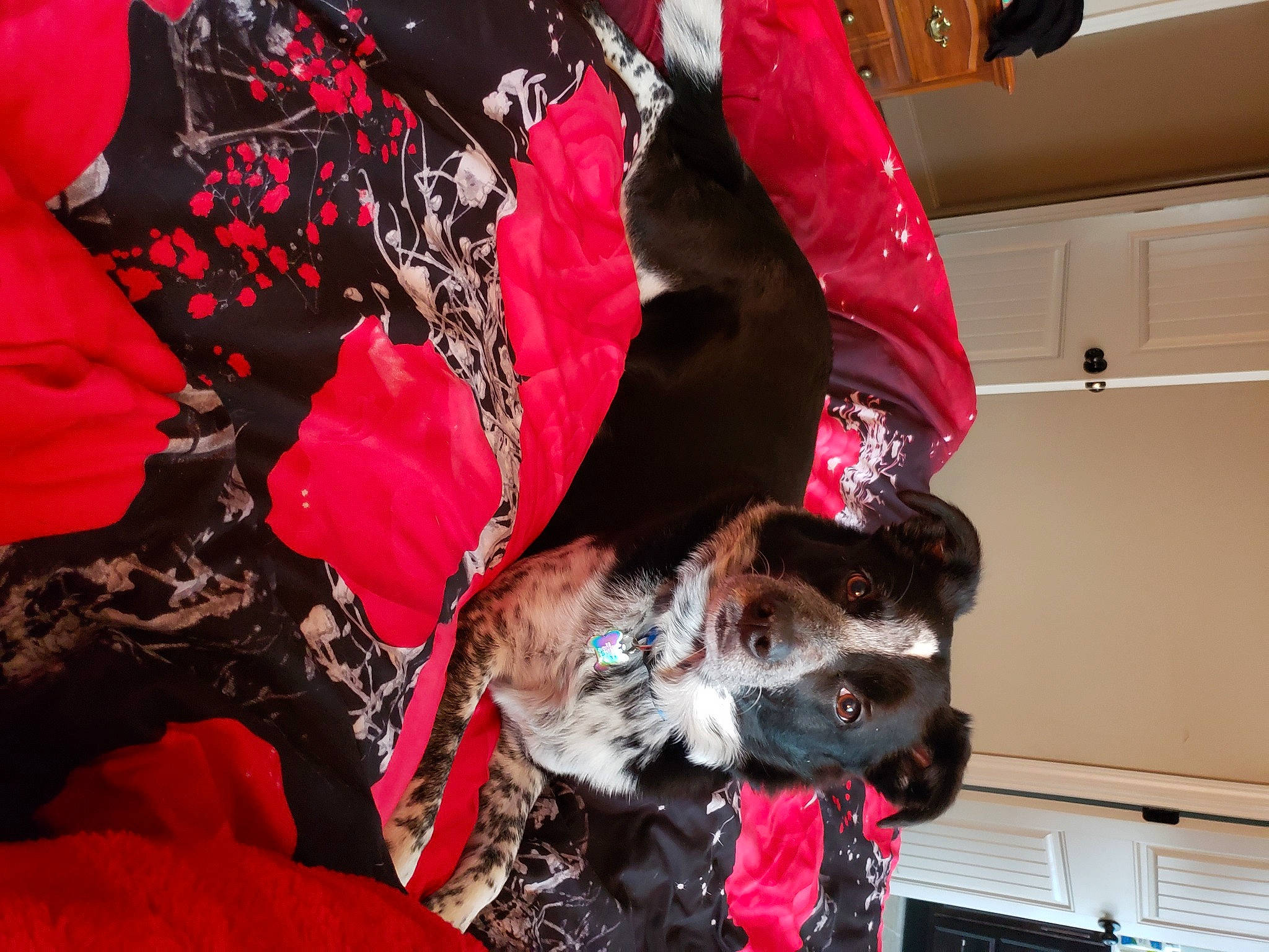 Capone is registered to the contest to win money with this photo: canidae, carmine, carnivore, companion_dog, costume, dog, dog_breed, dog_clothes, dog_supply, event, fun, fur, magenta, red, sleeve, snout, sporting_group, t_shirt, tree, working_animal