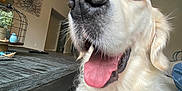 Kona is registered to the contest to win money with this photo: dog, golden_retriever, tongue_out, happy, pet, indoor, table, wooden_table, home_decor, plant, living_room, canine, collar, fur, animal, domestic_animal, close_up, tongue, mouth, nose