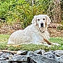 dog, white_dog, grass, outdoor, nature, rocks, stick, canine, pet, animal, relaxing, greenery, tree, fur, lying_down, calm, daytime, mammal, leafy, park