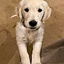 golden_retriever, puppy, dog, pet, indoor, carpet, cute, fur, white, animal, canine, young, looking_up, front_paws, collar, domestic_animal, mammal, adorable, playful, companion