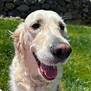 Kona joined the competition — help win amazing prizes! dog, golden_retriever, pet, animal, outdoor, grass, sunlight, smiling, happy, fur, canine, tongue, closeup, nature, daylight, stone_wall, muzzle, ears, portrait, friendly