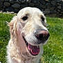 dog, golden_retriever, pet, animal, outdoor, grass, sunlight, smiling, happy, fur, canine, tongue, closeup, nature, daylight, stone_wall, muzzle, ears, portrait, friendly