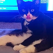Soky joined the competition — help win amazing prizes! cat, tuxedo_cat, black_and_white, pet, animal, tongue_out, indoor, television, blue_light, collar, relaxed, whiskers, soft_surface, cute, feline, paw, lying_down, domestic_cat, playful, fur