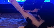 Soky is registered to the contest to win money with this photo: animal, black_and_white, blanket, blue_light, cat, collar, cute, domestic, feline, fur, grooming, indoor, leg, music_playlist, paw, pet, relaxing, resting, screen, television