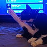 Soky is registered to the contest to win money with this photo: cat, black_and_white, pet, grooming, leg, paw, blanket, indoor, television, screen, music_playlist, blue_light, collar, feline, animal, resting, fur, cute, domestic, relaxing