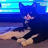 cat, tuxedo_cat, pet, indoor, blanket, television, blue_light, relaxed, animal, feline, carpet, collar, sitting, looking, ears, whiskers, paw, domestic, cute, companion